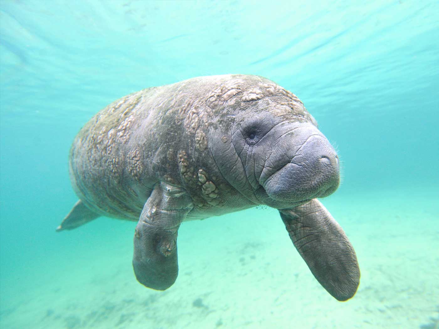 Orphaned Manatee Rescued in Florida Keys | The Institute for